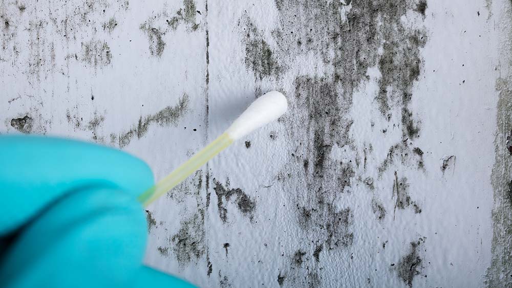 Mold being tested while completing home inspection services 