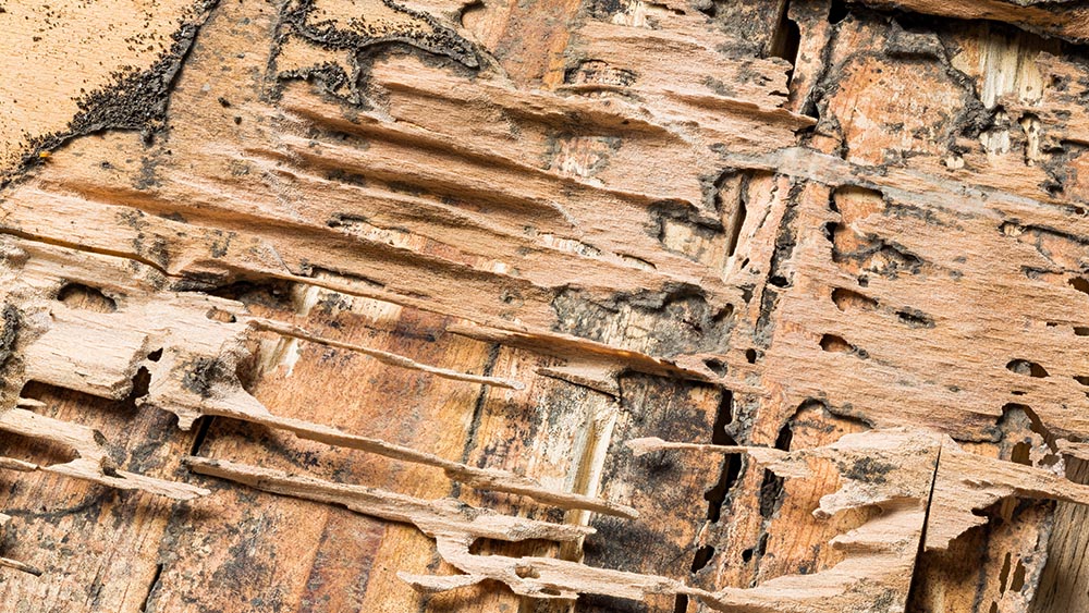 Wood damaged by termites discovered while preforming home inspections services 